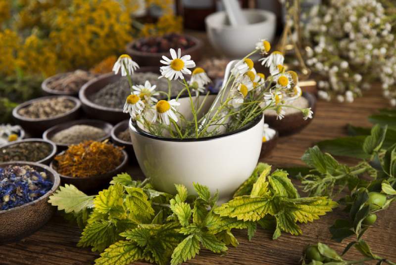 Cultivo de Plantas MedicinaleS